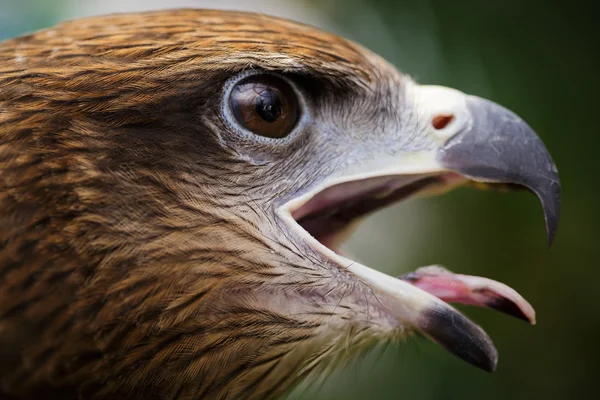 Ojo de halcón — Foto de Stock