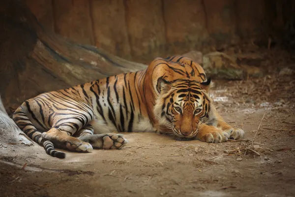 Bengaler Tiger — Stockfoto