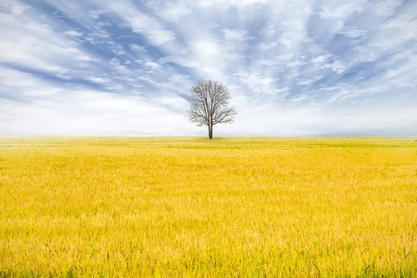 Samotny Zmarłe drzewo w ryżowym polu. — Zdjęcie stockowe