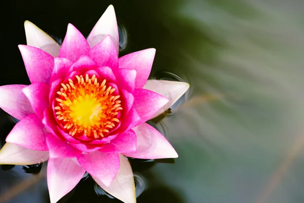 Άνθος λουλούδι ροζ lotus στην πισίνα — Φωτογραφία Αρχείου