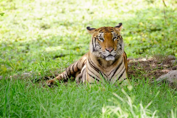Tygrys Bengalski — Zdjęcie stockowe