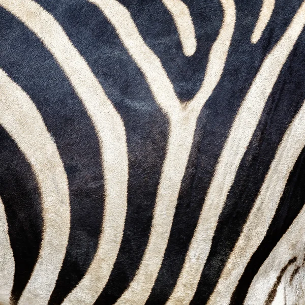 Zebra mönster — Stockfoto