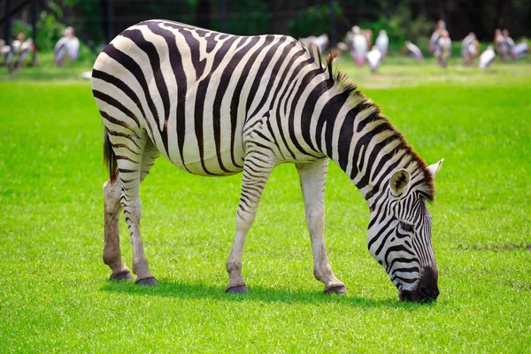 En zebra — Stockfoto