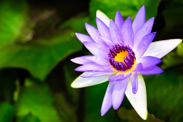 紫莲花盛开或水中百合鲜花 — 图库照片