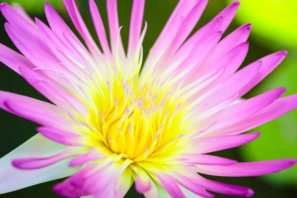 Pollen jaune rapproché du lotus rose — Photo