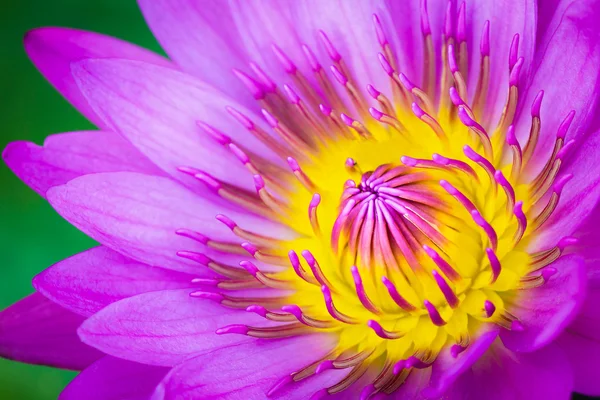 Roze lotus — Stockfoto