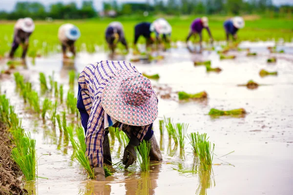 Asian farmers working on rice filed — Stock Photo, Image