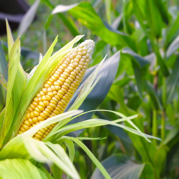 Maíz en el tallo en el campo de maíz — Foto de Stock