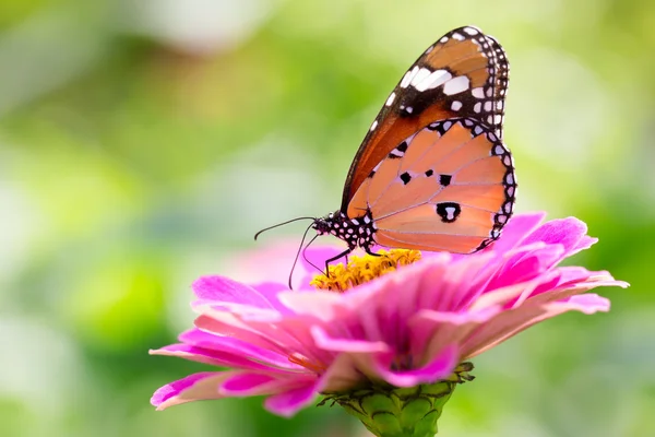 Gros plan Papillon sur fleur — Photo