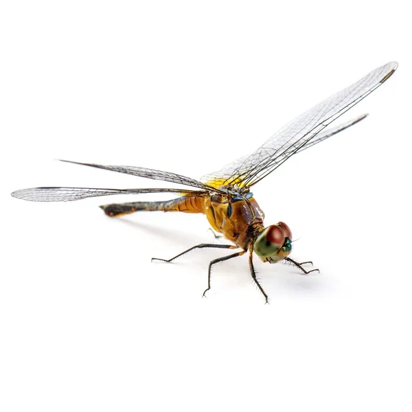 Sudenkorento — kuvapankkivalokuva