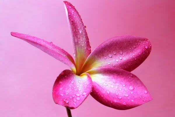 Plumeria — Stock fotografie