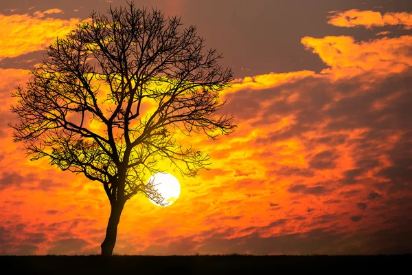 Pôr do sol com uma árvore morta — Fotografia de Stock