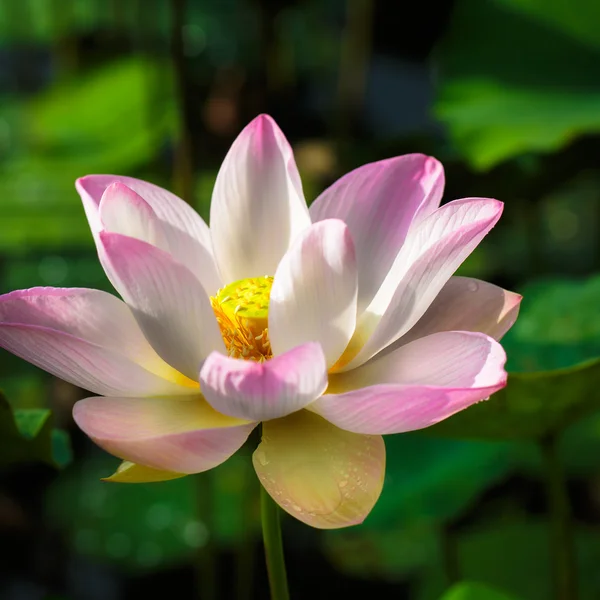 Lótus rosa — Fotografia de Stock