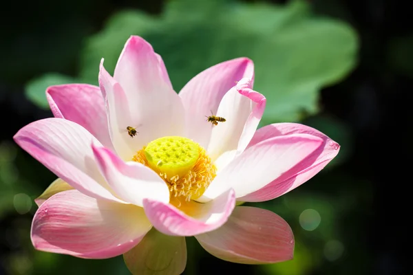 Μέλισσα με ροζ λωτός — Φωτογραφία Αρχείου