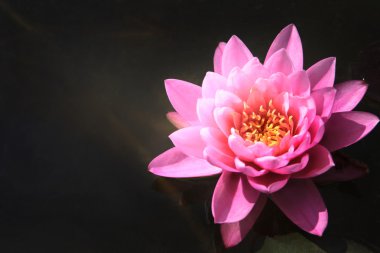 pembe lotus