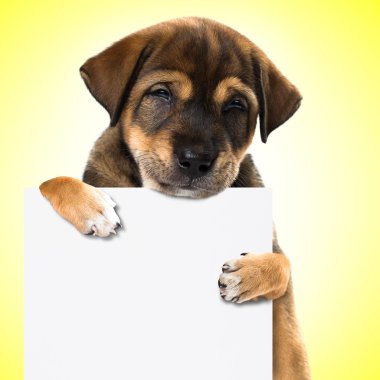 Pano ile gülümseyen köpek yavrusu