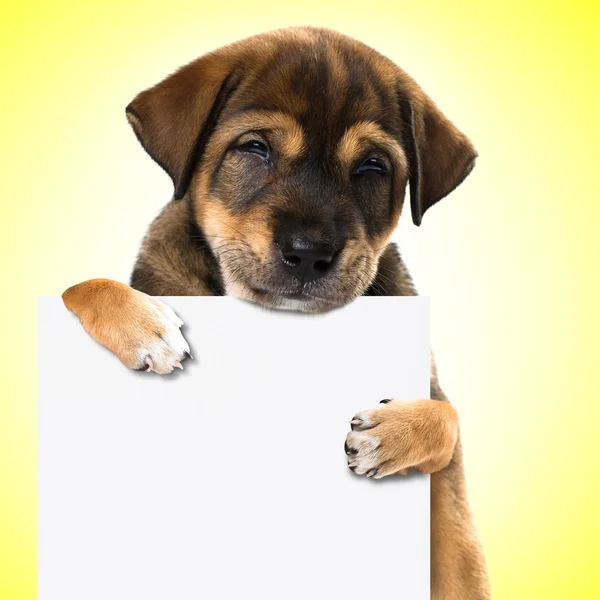 Smiling puppy with blank board — Stock Photo, Image