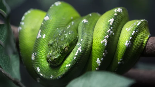 Grüne Baumpythonschlange auf einem Ast — Stockfoto