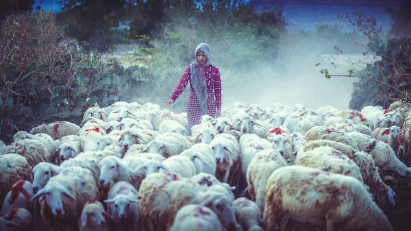 Female Shepherd Little Sheep — Stockfoto