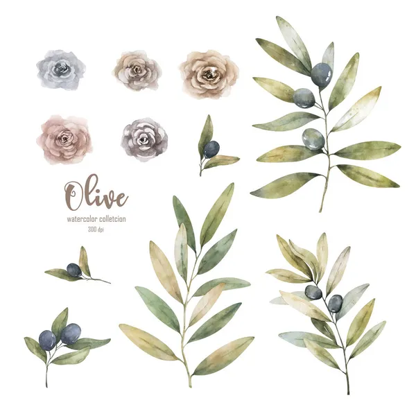 Ilustración de acuarela dibujada a mano con aceitunas. Conjunto de elementos: aceitunas, rama de olivo y corona sobre fondo blanco. — Foto de Stock