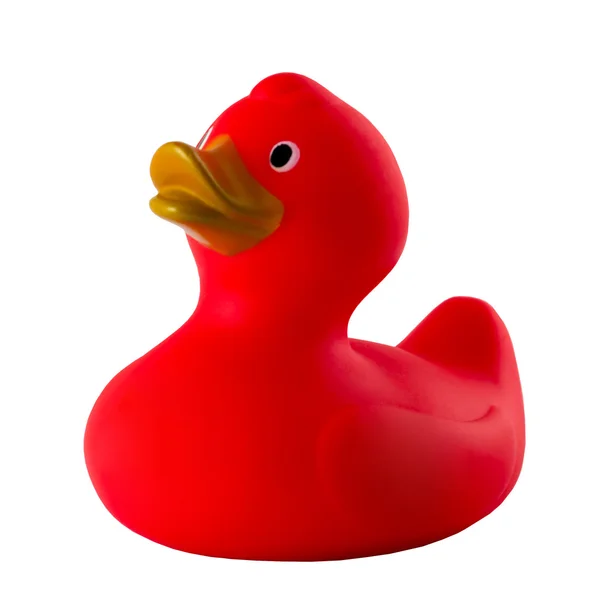 beyaz izole tek ördek