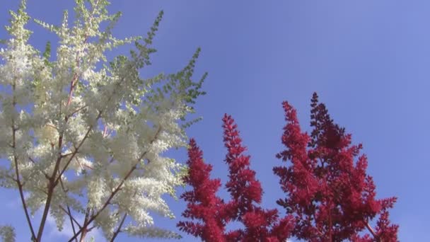 Röda och vita astilbe blommor mot blå himmel — Stockvideo