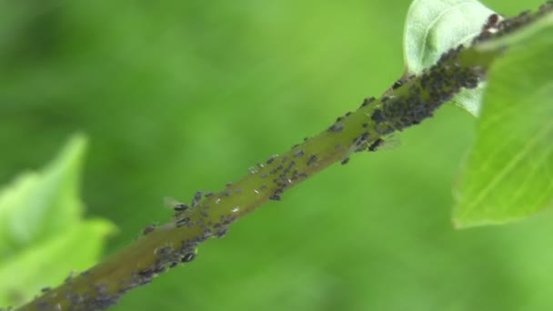 Garden enemy - colony of blackflies — Stock Video