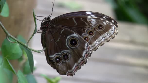 Butterfly Blue Morpho flies away — Stock Video