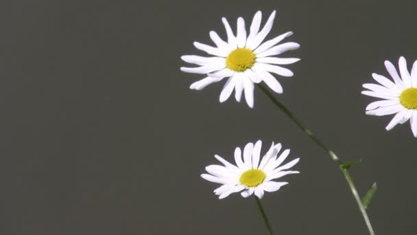 Três flores — Vídeo de Stock