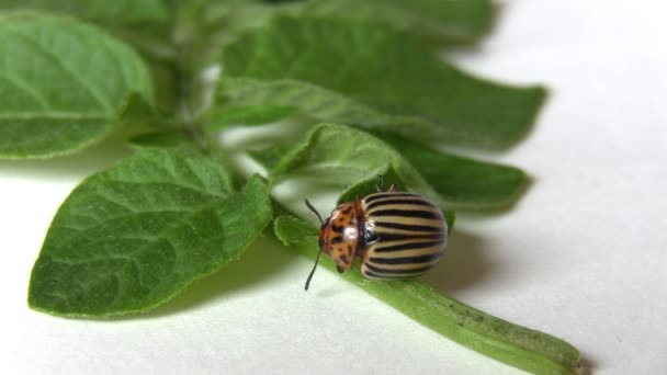 Escarabajo de Colorado comiendo una hoja de patata — Vídeos de Stock