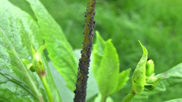 Sprutar bekämpningsmedel på trädgård buggar — Stockvideo