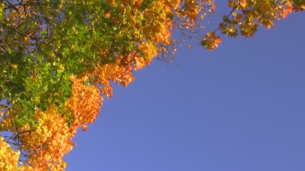 Pulserande hösten himlen — Stockvideo