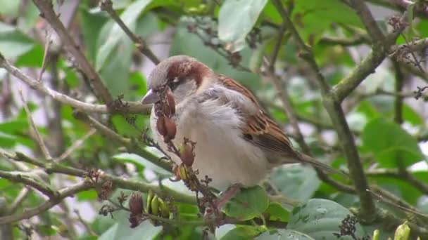 Sparrow pecking seeds — Stock Video