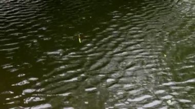 bir balık yakaladı