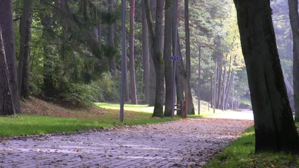 Lugnet i den gamla parken under hösten — Stockvideo