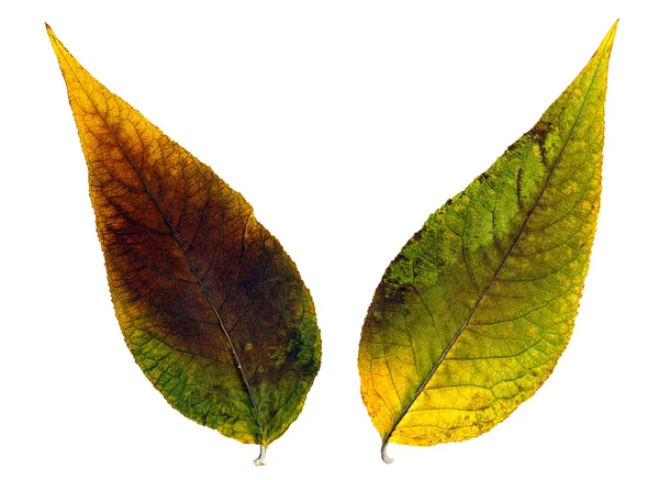 两个美丽的秋天的树叶 — 图库照片