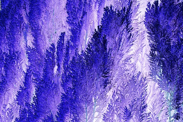 Violettes Laub abstrakter Hintergrund — Stockfoto