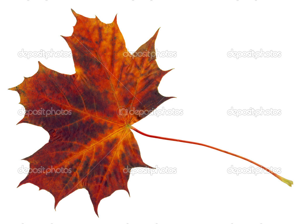 Red maple leaf