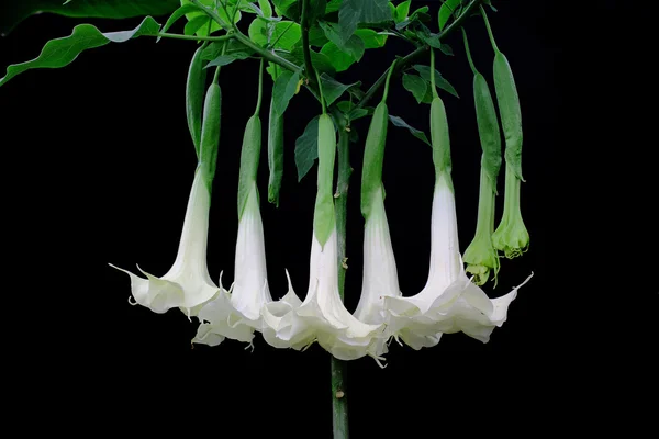 Brugmansia creamsickle - tropikalny kwiat — Zdjęcie stockowe