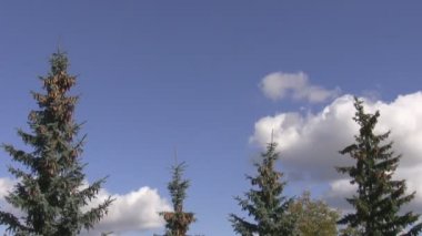 Ladin üstleri ve mavi gökyüzü