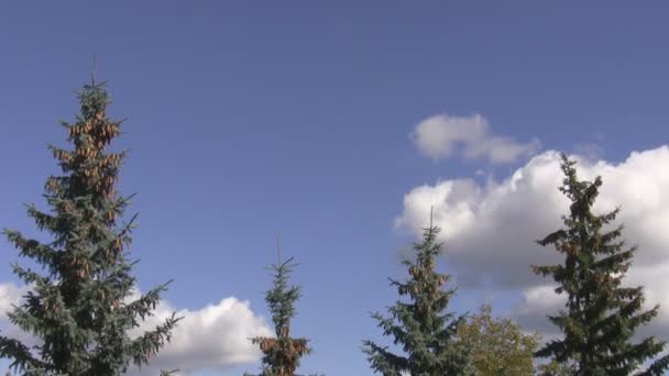 Spruce tops and blue sky — Stock Video