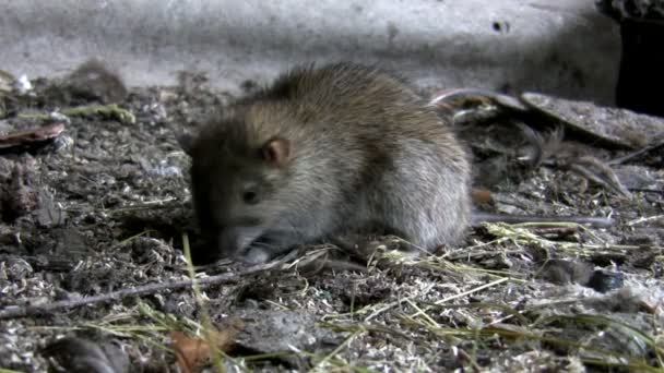 Rat går bort — Stockvideo