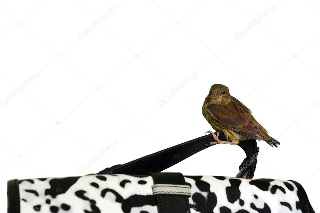 Cute little bird on a handbag handle isolated