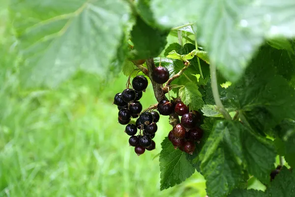 Fresh fruit on branch — Stock Photo, Image