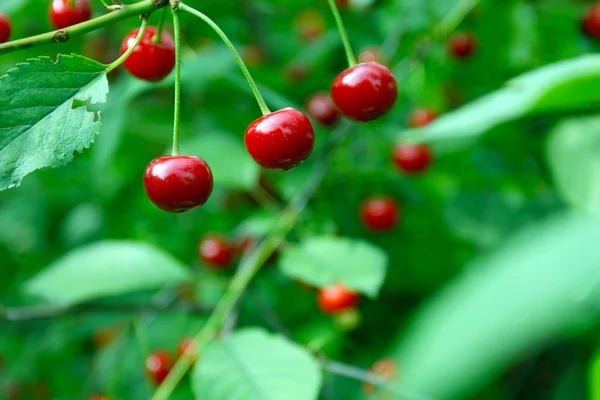 Närbild på cherry frukterna på ett träd — Stockfoto