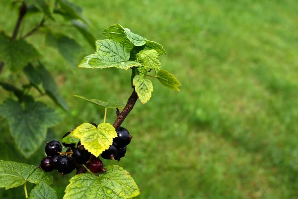 Svarta vinbär bush — Stockfoto