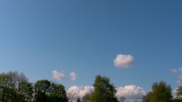 Lente in het park. bloemblaadjes vallen van bomen — Stockvideo