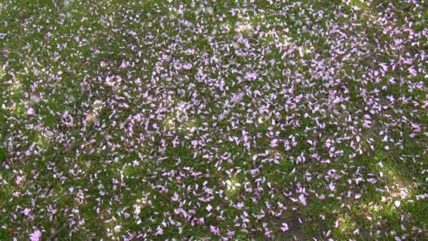 Pétalas cor de rosa caindo lentamente na grama — Vídeo de Stock