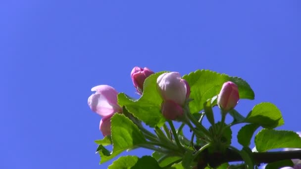 Flores de manzano aisladas — Vídeos de Stock