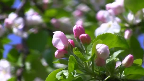 Flores de primavera en el jardín — Vídeo de stock